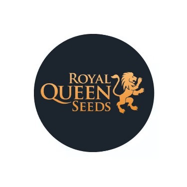 Royal Queen Seeds auto